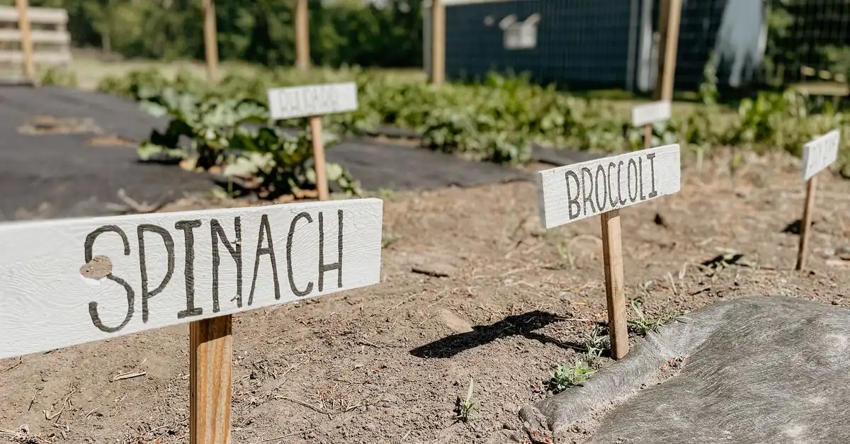 ブロッコリーの収穫を終えた畝で次に植える野菜を選ぶ家庭菜園