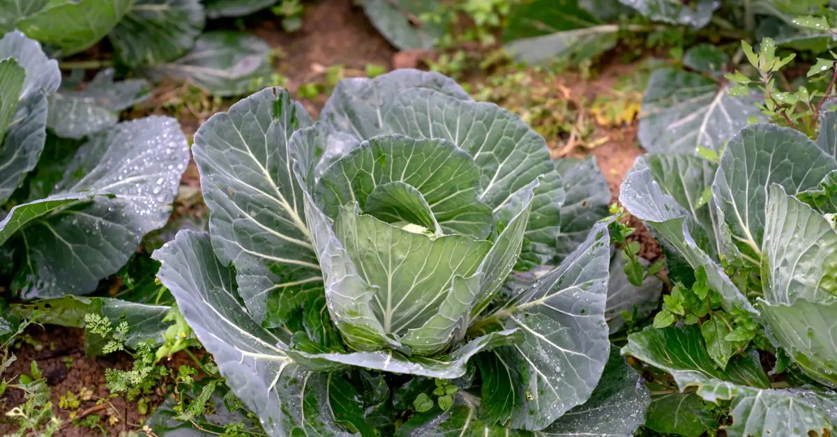 キャベツを収穫した畝で根と土を確認し次の野菜を選ぶ家庭菜園
