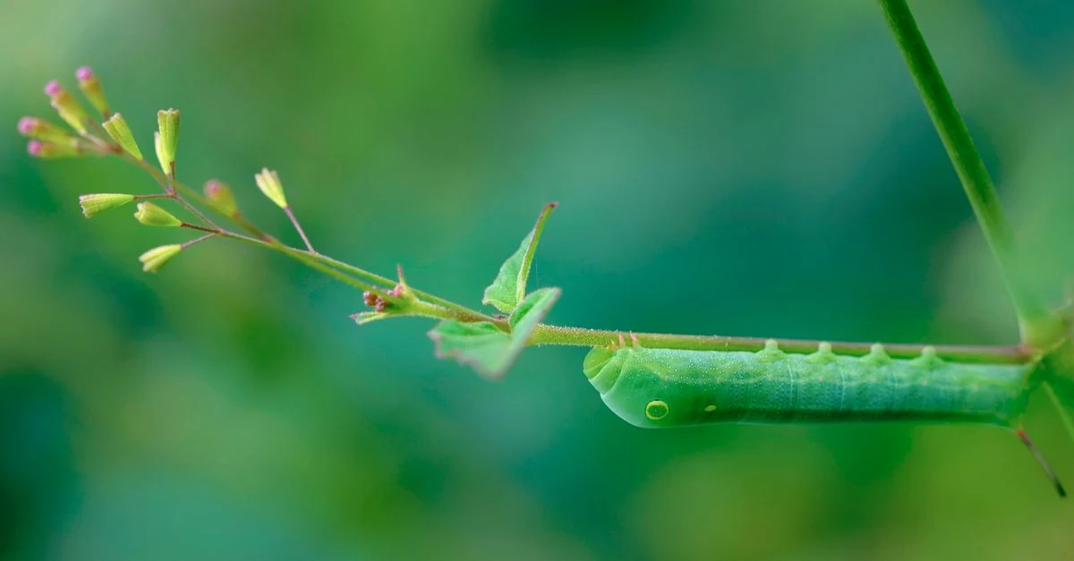 白菜とキャベツの葉裏を点検して害虫対策をする家庭菜園
