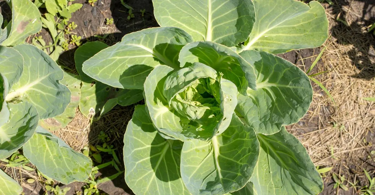 キャベツの葉裏をめくってコナガの幼虫を探す家庭菜園の作業