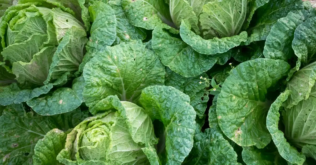 冬どり白菜を収穫した後の畝で春野菜の作付けを考える家庭菜園
