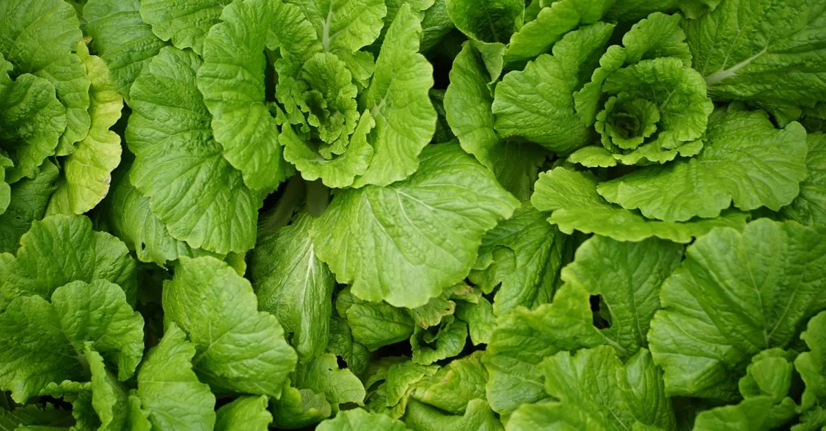 収穫した白菜を保存袋で浅漬けにする準備