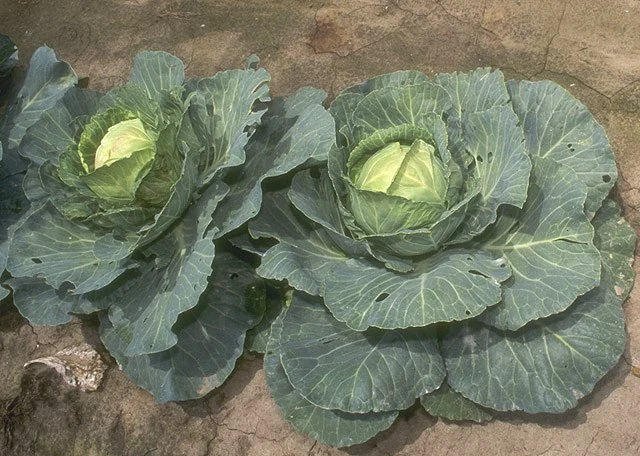 畑で育つ結球した白菜とキャベツ