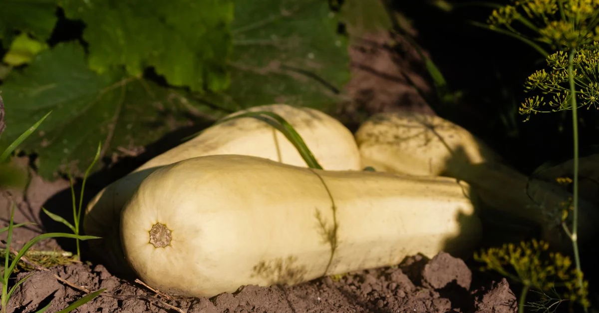 寒冷地の畑で秋野菜を霜から守りながら育てている様子