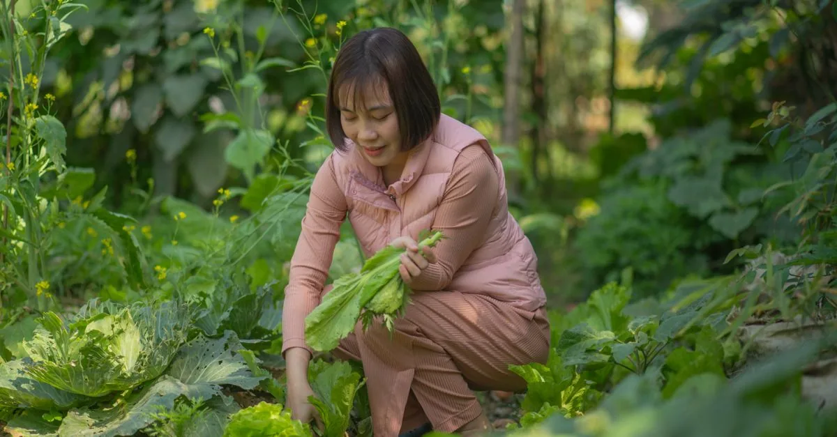 寒冷地の家庭菜園で9月に秋冬野菜の種をまく様子