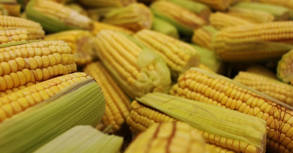 とうもろこしを収穫した畝で白菜やブロッコリーなど秋野菜の後作を計画する家庭菜園