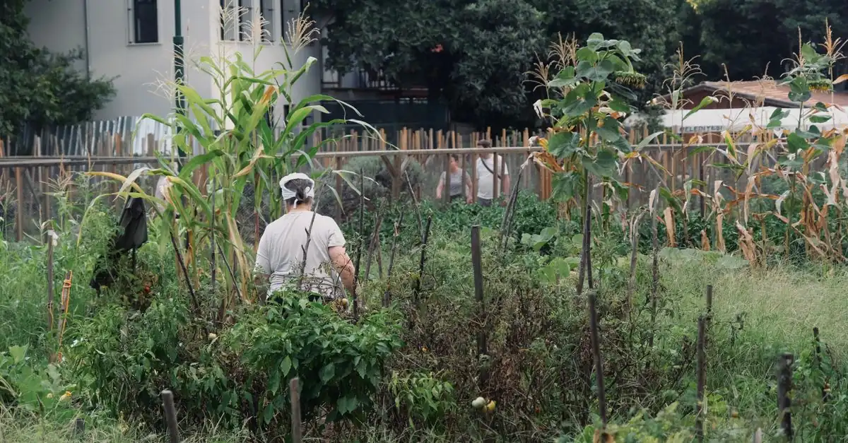 地際から倒れたとうもろこしの若い株と株元を確認する家庭菜園