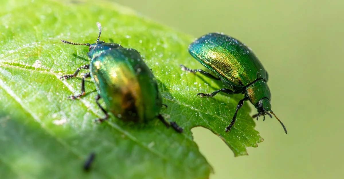 ウリハムシの食害を受けたきゅうりの葉を点検する家庭菜園
