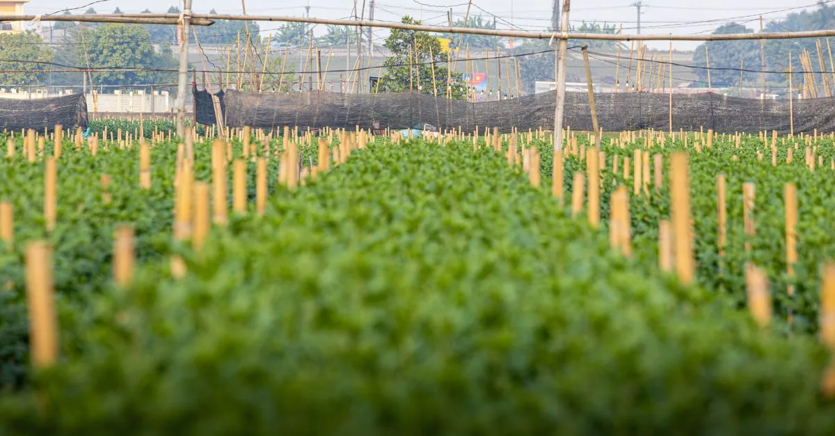 枝豆を収穫した後の畝を秋冬野菜用に整える家庭菜園