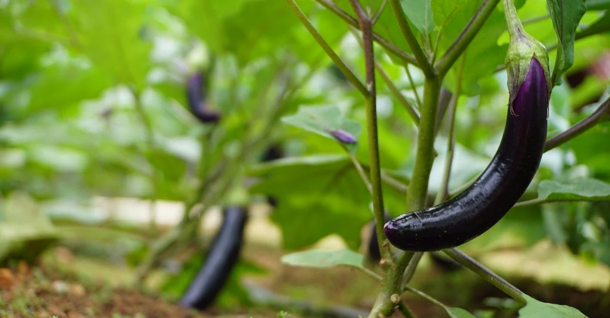 秋にナスを撤収した畝を次の野菜用に整える家庭菜園