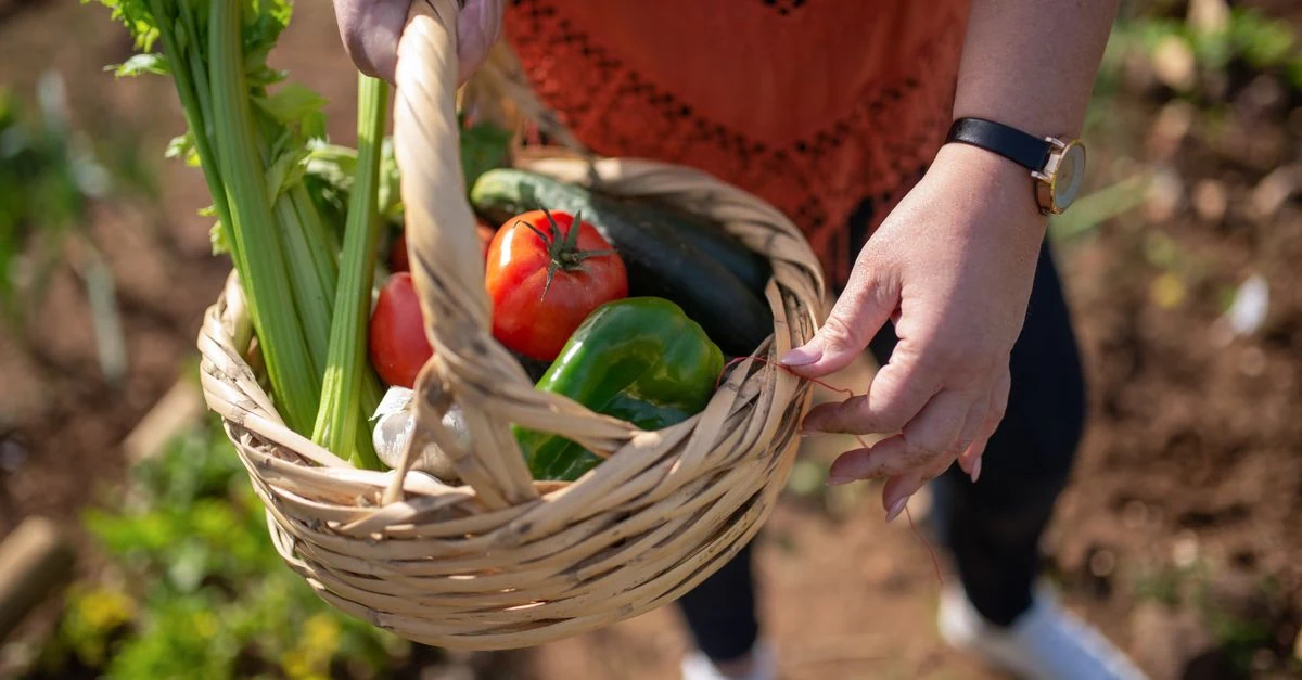 にんにくを収穫した後の畝で次の野菜を植える準備をする家庭菜園