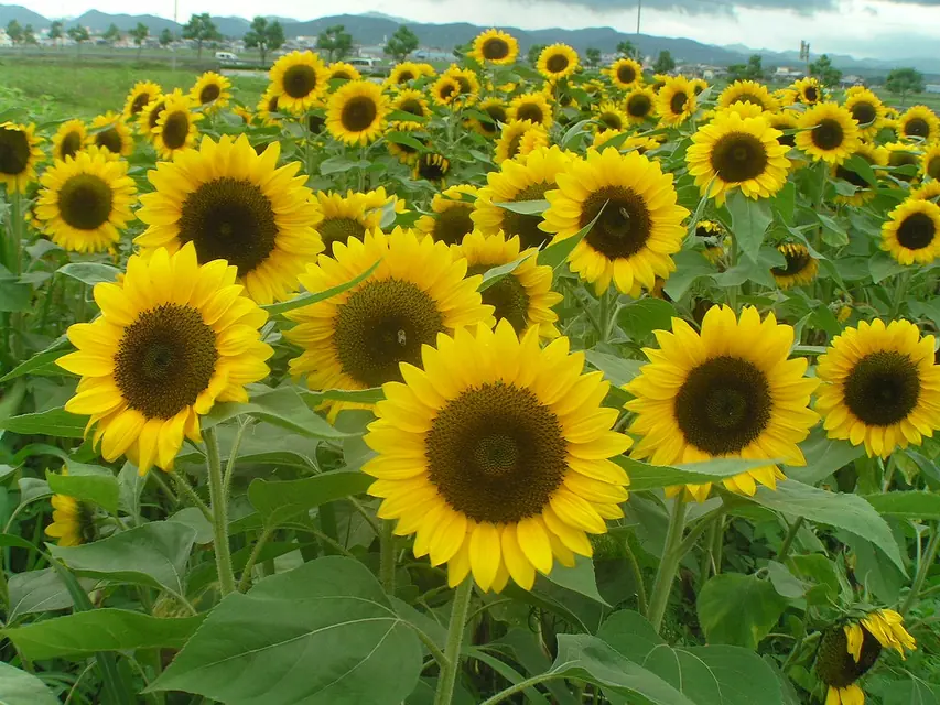 家庭菜園の畝で育つソルゴーとクローバーの緑肥