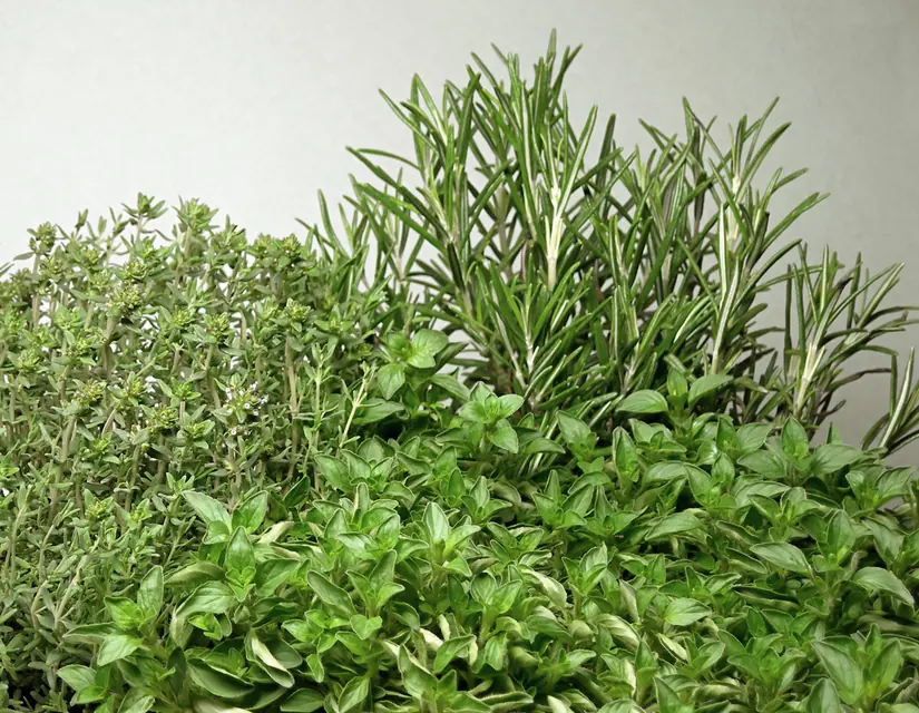 キッチン近くの明るい場所で鉢植え栽培されるバジル、ミント、ローズマリー