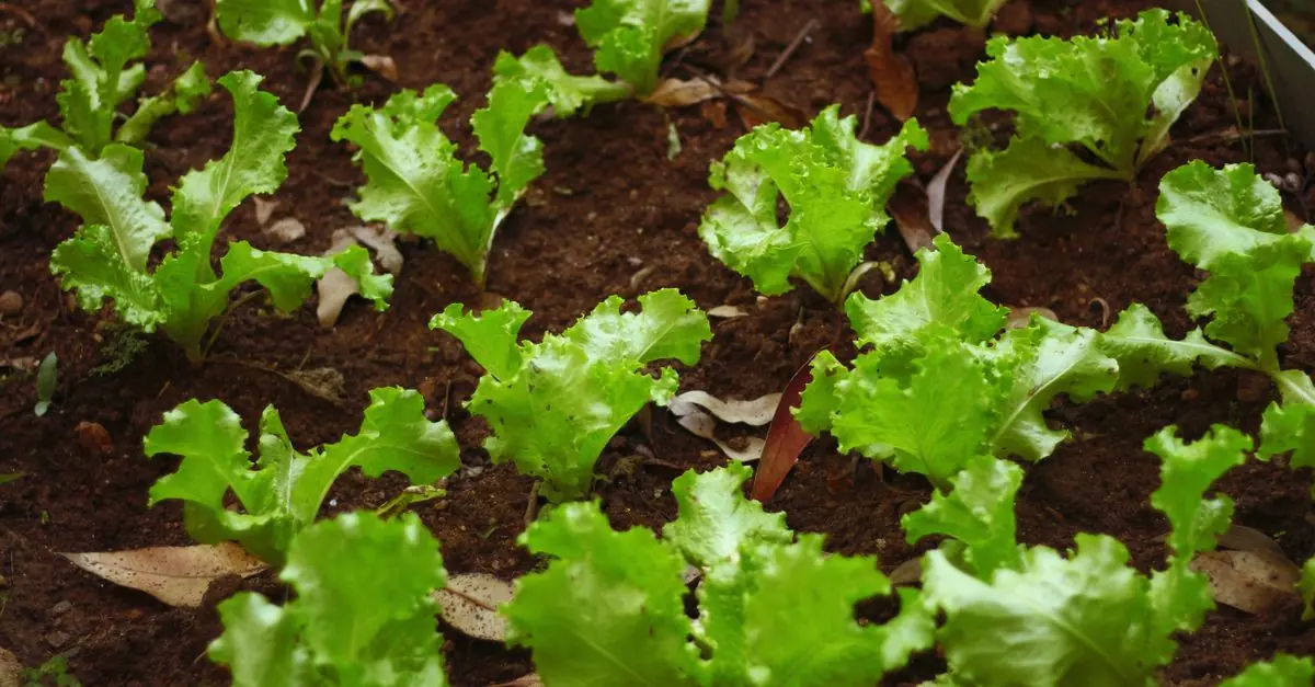 北海道の冬に窓辺で葉物野菜を育てる室内菜園