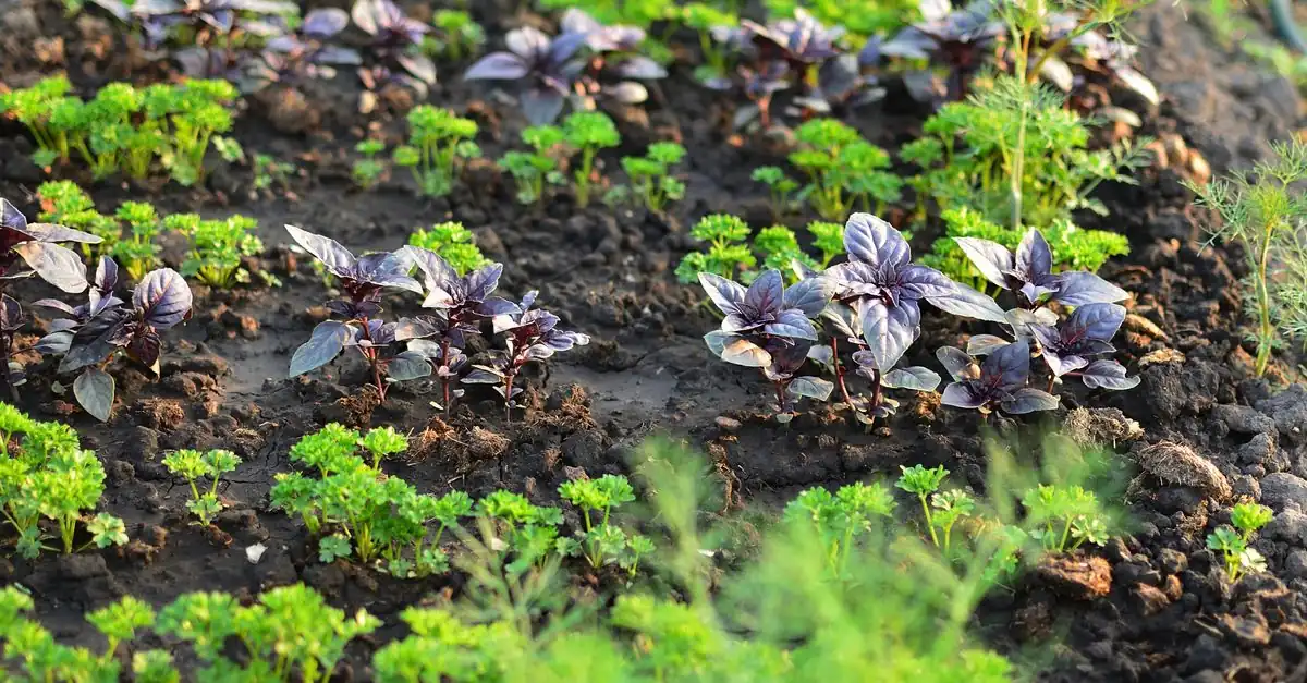 北海道の家庭菜園で7月に直まきと育苗を始める秋冬野菜