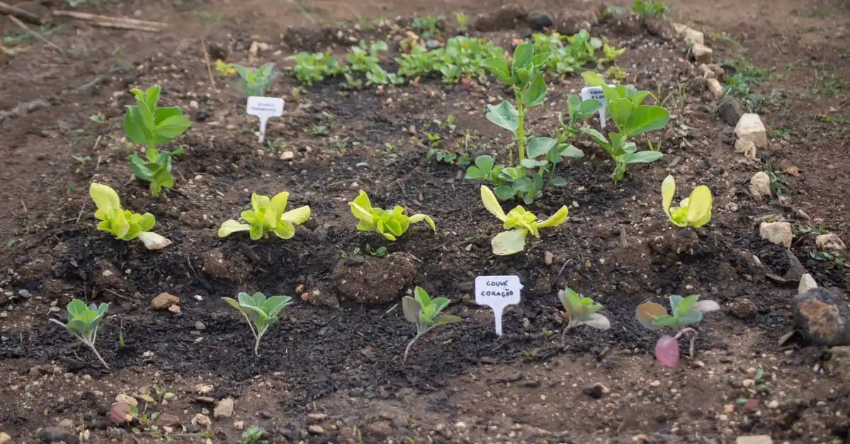 北海道の家庭菜園で6月に夏野菜の苗を植える畑