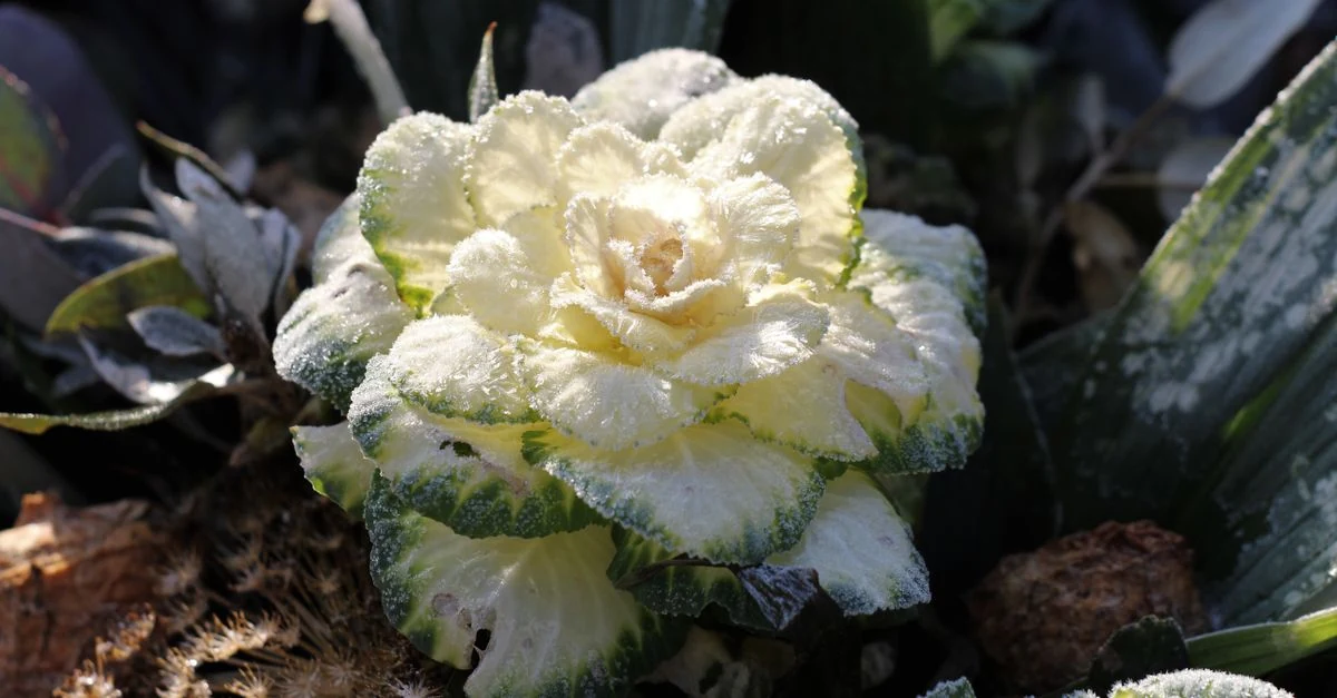 北海道の冬に室内育苗する葉物野菜と雪の家庭菜園