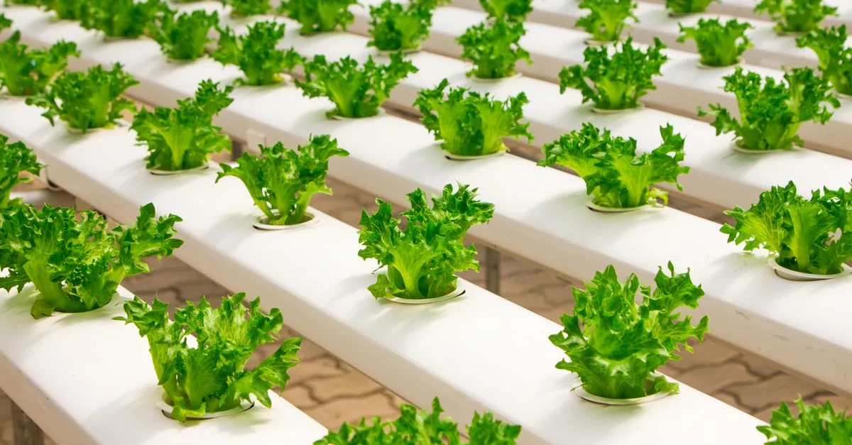室内の明るい棚で葉物野菜を育てる水耕栽培容器