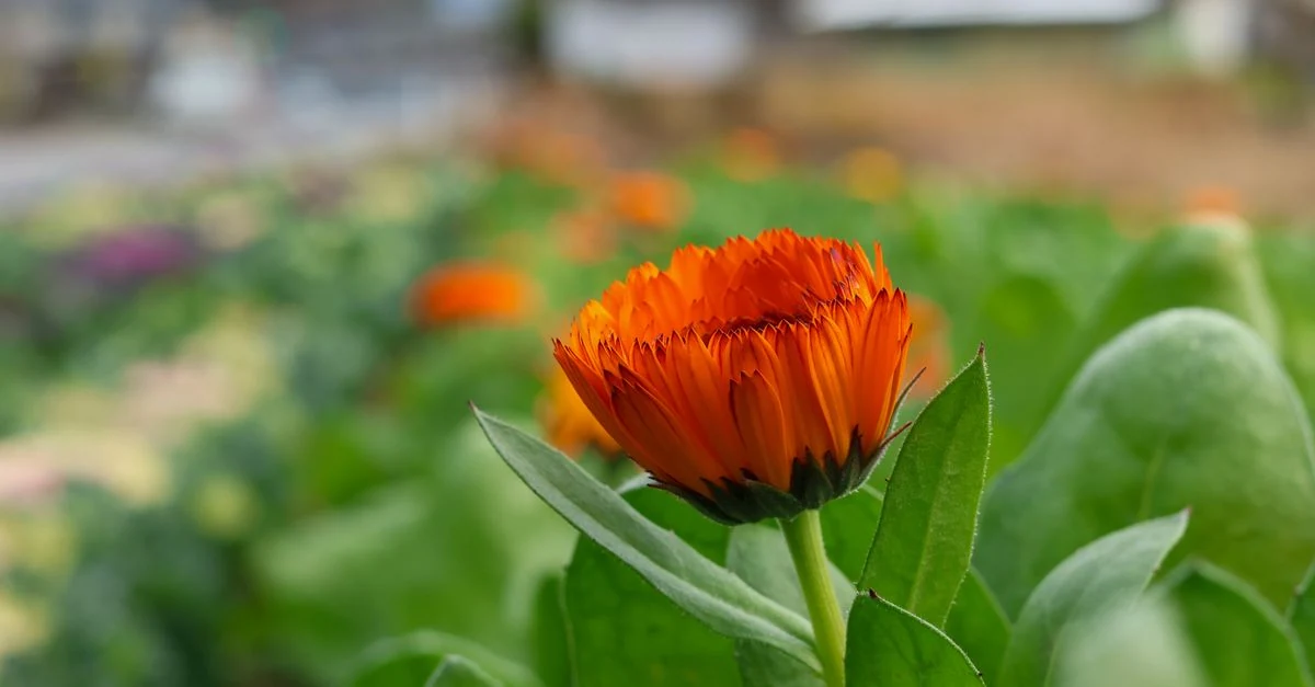 関東の家庭菜園で季節の野菜を育てる畑