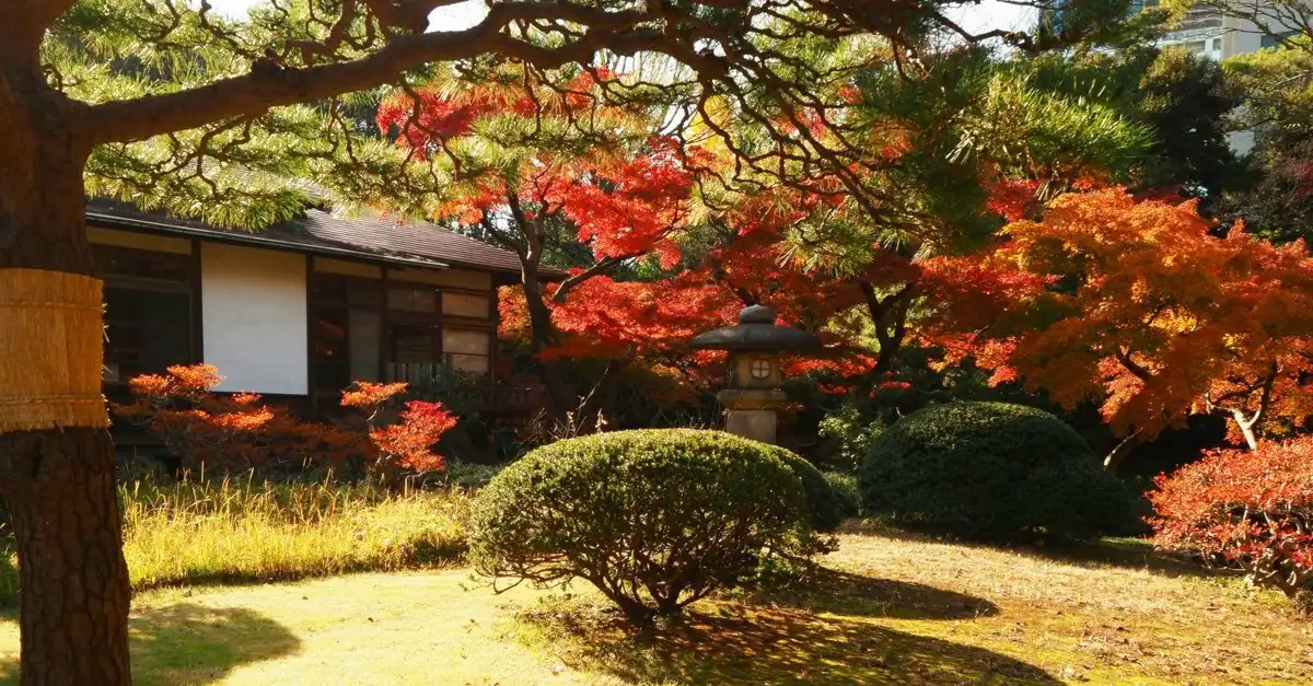 関東の11月に植えた冬野菜と保温用トンネルのある家庭菜園