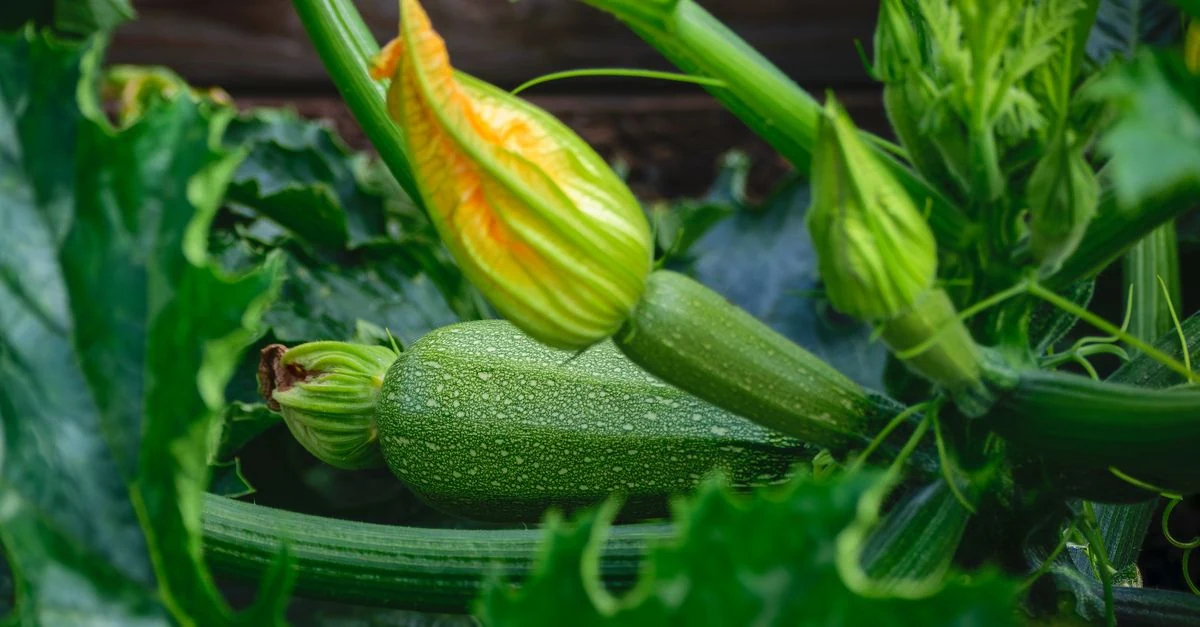 関東の夏の家庭菜園で秋冬野菜の種をまく様子