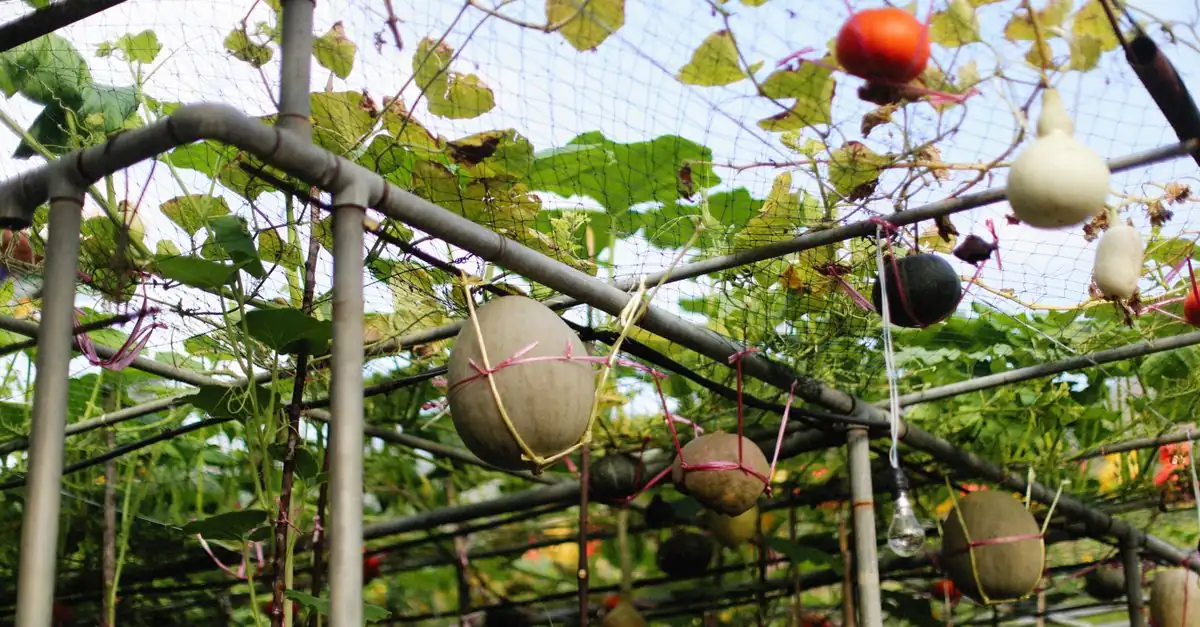 九州 秋に植える野菜を残暑後に育てる家庭菜園の畑