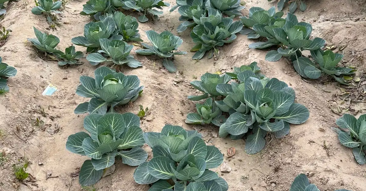 九州の家庭菜園で3月に春まき野菜の種をまく畝