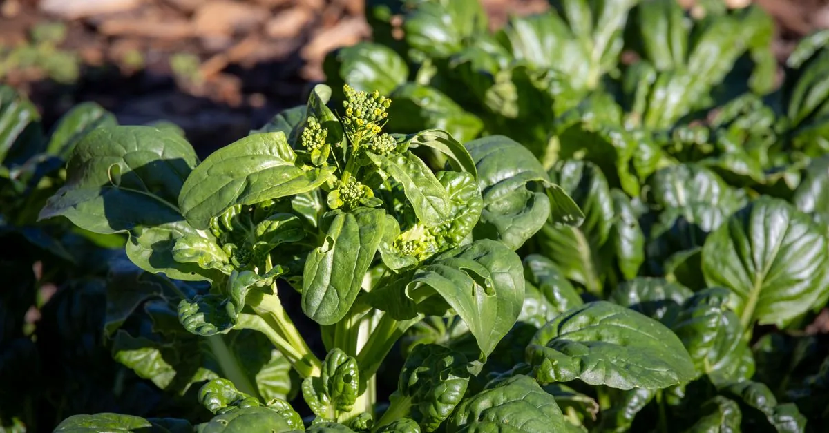 九州の冬の家庭菜園で葉物野菜を育てる畝