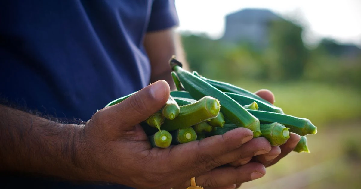 秋の家庭菜園でオクラを撤収し次の野菜を植える畝