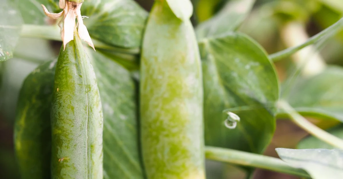 エンドウを収穫した畝を夏野菜の苗向けに整える家庭菜園