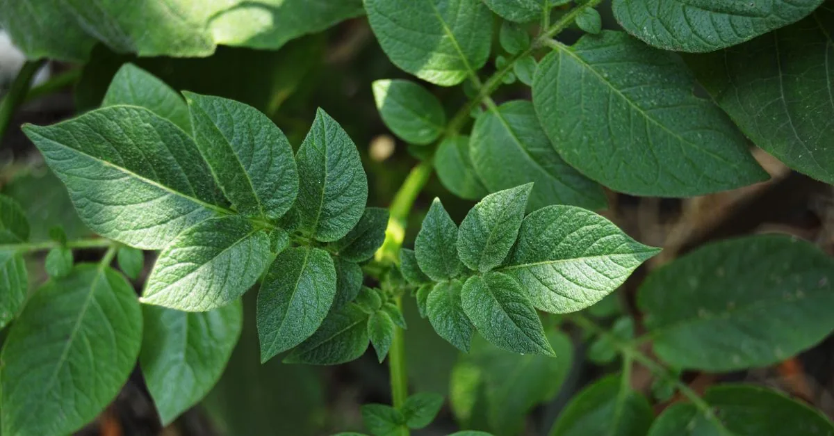 ベランダで春植えじゃがいもを育てる袋と観察ノート