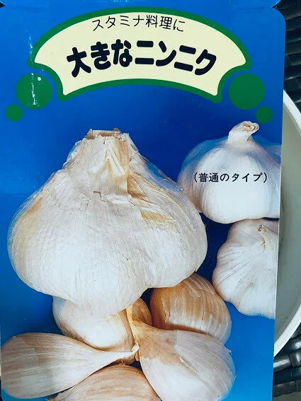 荒川種苗 ジャンボにんにく種球 500g