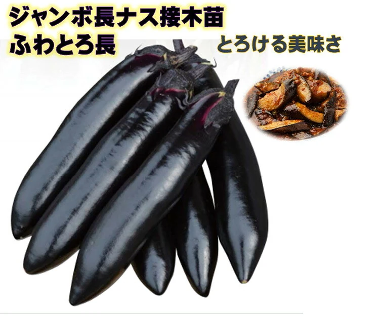 arakawaseed 10000697