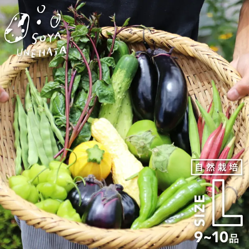 朝採れ 産地直送 野菜セット 固定種 在来種 自然栽培 野菜BOX Lサイズ 9〜10品 野菜 詰め合わせ つめあわせ