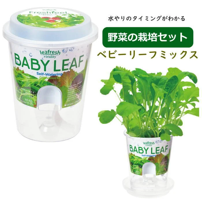 Fresh Feel フレッシュフィール ベビーリーフミックス GD-81904 聖新陶芸 栽培セット 栽培キット 室内