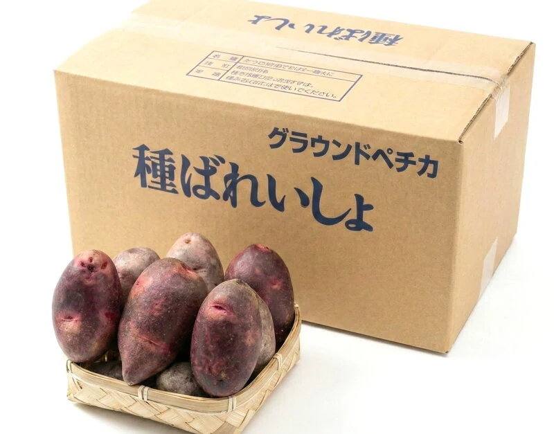 グラウンドペチカ 秋作種芋 サイズ混合