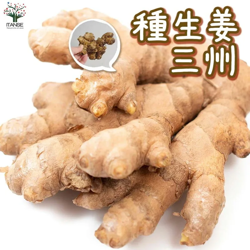 種生姜 品種：三州 野菜の苗 1kg しょうが 生姜 種生姜 種しょうが たねしょうが はじかみ 乾薑 かんきょう ジン
