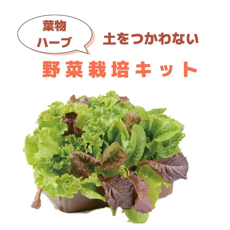 子どもも簡単にできる!家庭菜園 キット『私の畑』 ベランダ菜園 サニーレタス 自由研究 室内 ハイポニカ肥料付