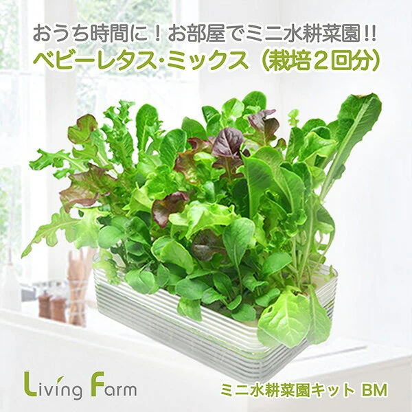 LFS-329 ミニ水耕菜園キットBM ベビーレタス・ミックス リビングファーム LFS329 無農薬野菜 栽培キット