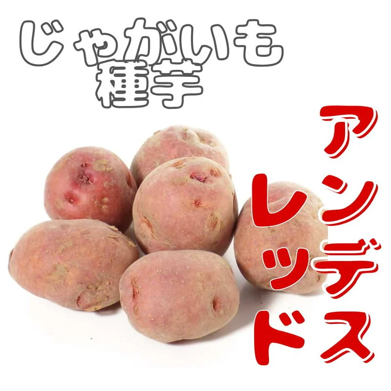 アンデスレッド 栽培用種芋
