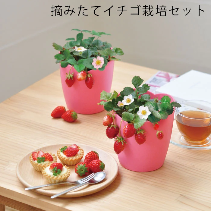 栽培キット いちご 室内 栽培セット 摘みたてイチゴ GD-1000 家庭菜園 苺 ガーデニング プランター 育てる 食