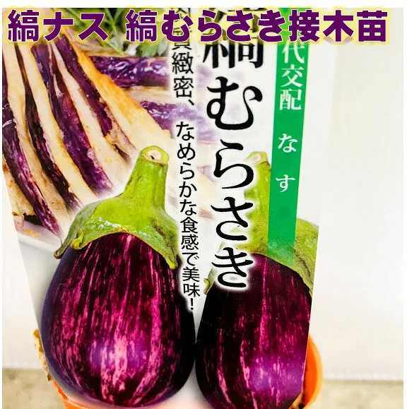 縞むらさきナス 接木苗 9センチポット メーカー丸種 作りやすい 一代交配品種 ユニークな縞ナス味も良い