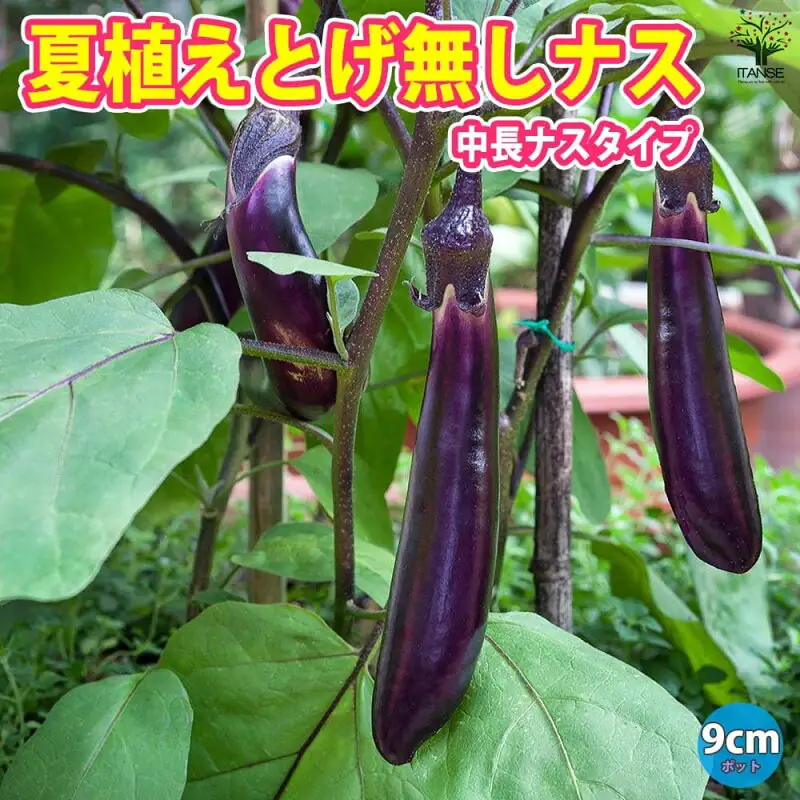 potto nasu nasubi gaadeningu beranda purantaa
