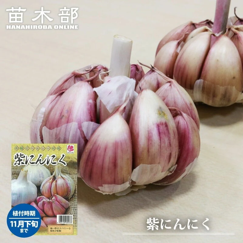 花ひろばオンライン モラド種紫にんにく種球
