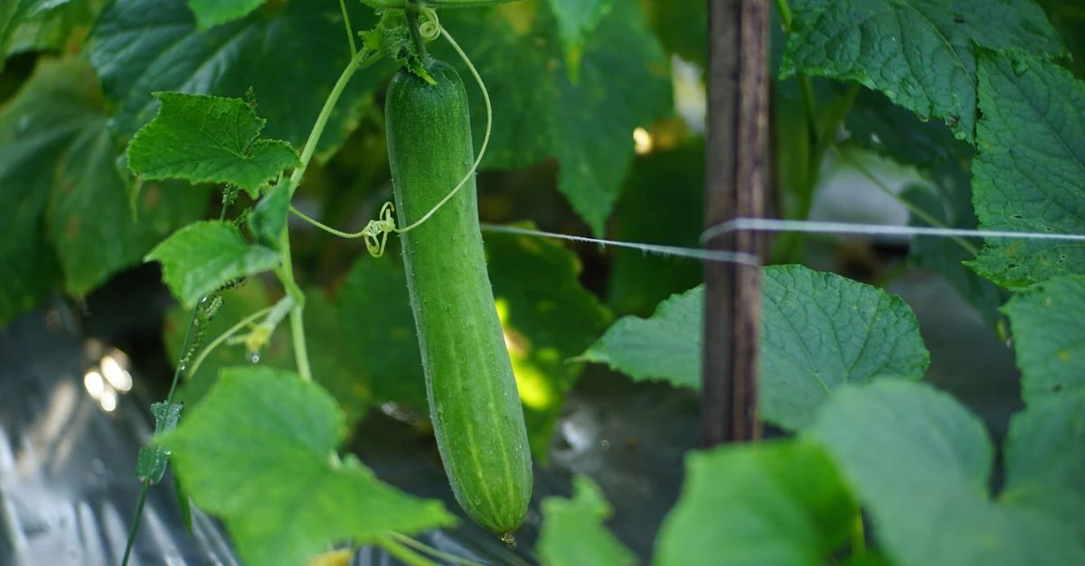 旬の葉物野菜や根菜が入った二つの野菜宅配ボックスを比較する様子