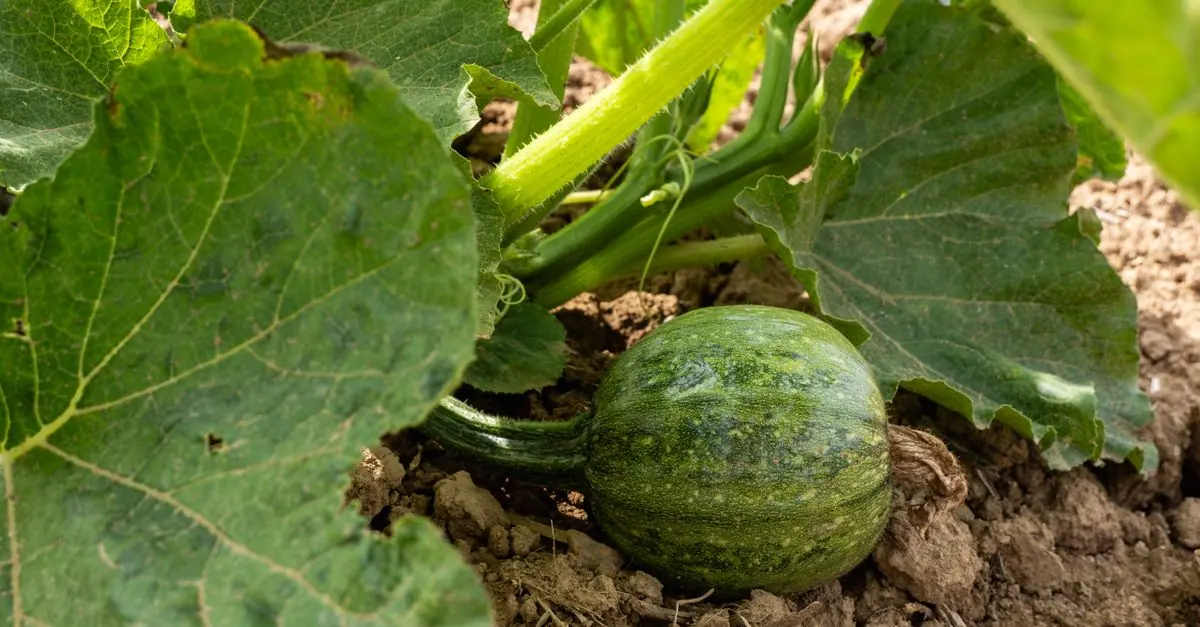 畑とプランターで季節ごとの作業を確認する野菜栽培カレンダー