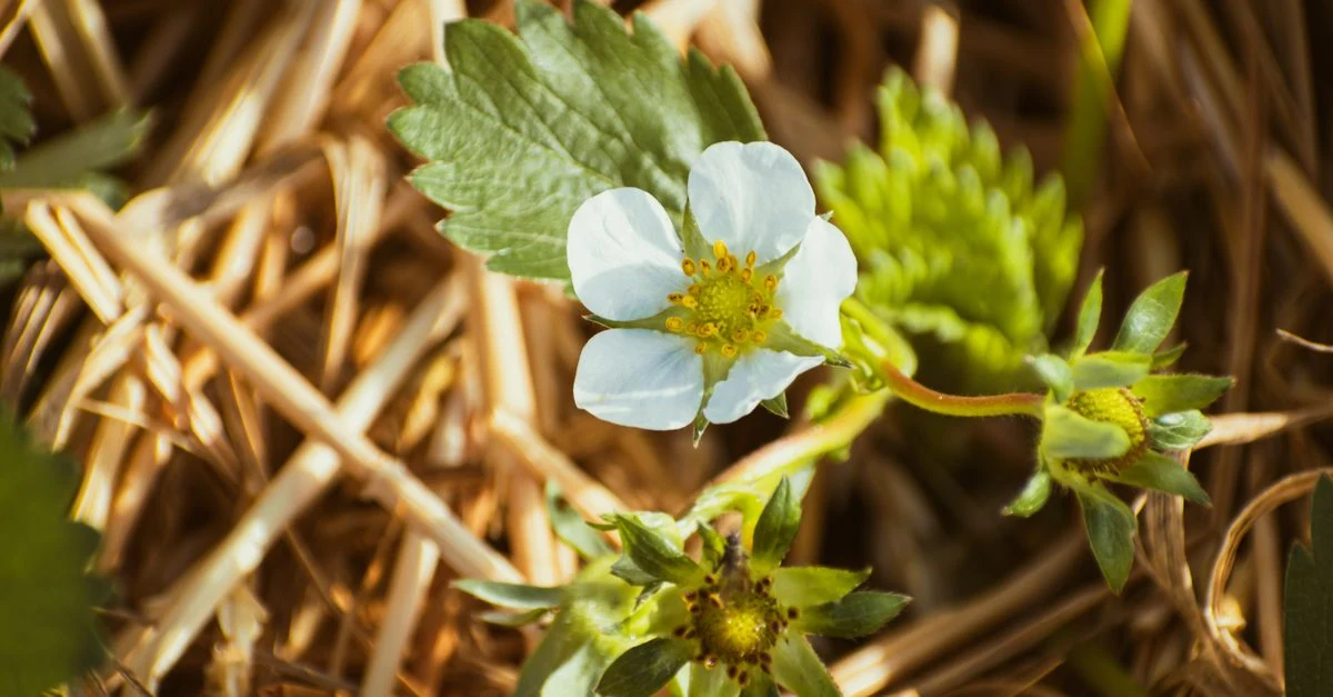 冬のベランダで鉢植えいちごの葉と株元を観察する様子