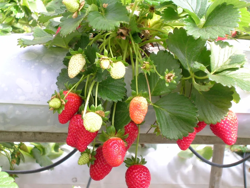 ベランダのプランターで赤いいちごを育てる家庭菜園