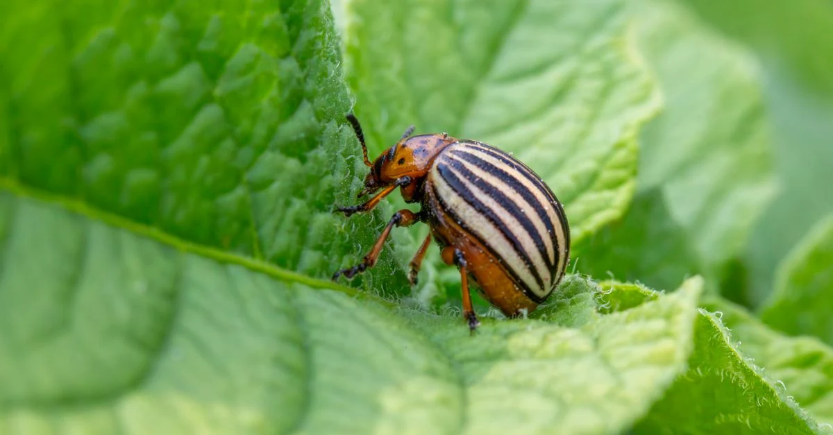 発芽直後のカブを細かな防虫ネットで覆ってキスジノミハムシを防ぐ家庭菜園