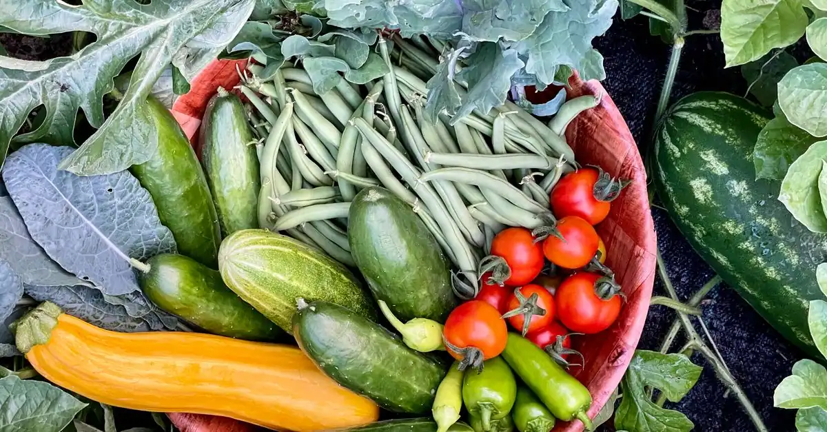 暖地の家庭菜園で季節ごとの野菜を育てる畑